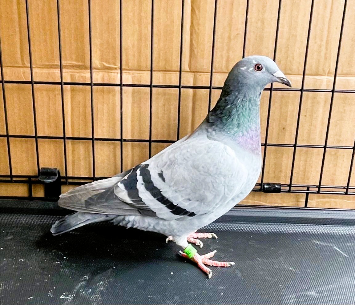 AU25-6895 - LATE HATCH