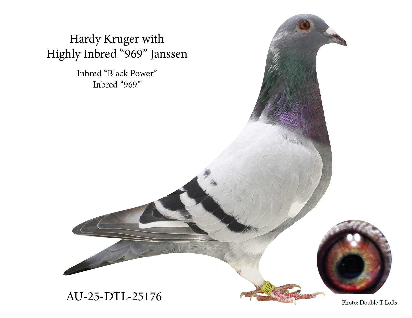 Inbred "Black Power" & Inbred "969" Janssen