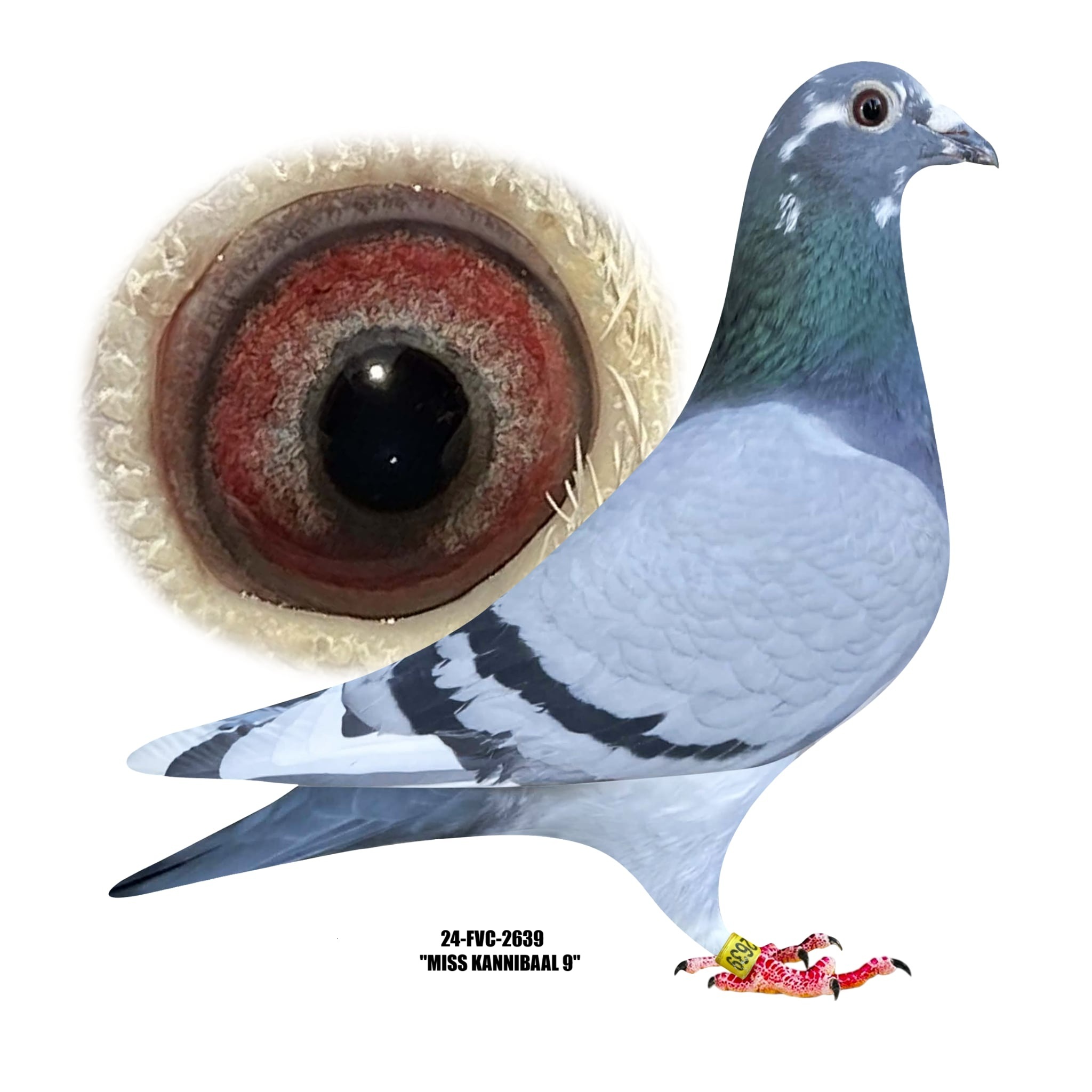 24-FVC-2639 BBWF Hen. 