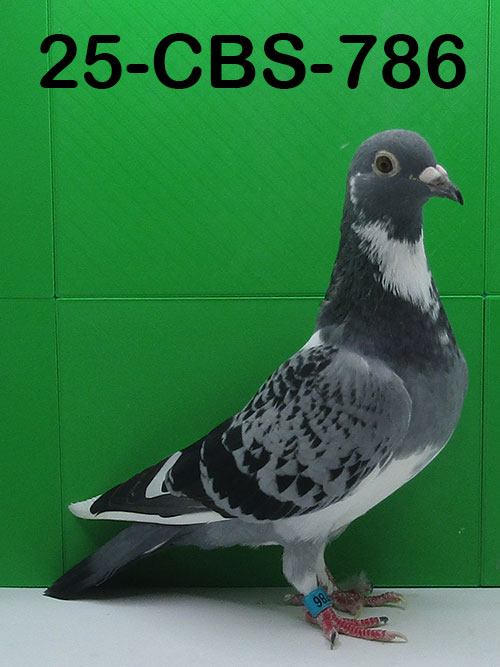 25-CBS-786 Light check splash hen