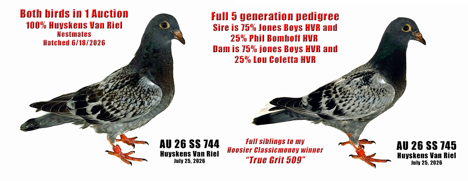 AU 26 SS 744 and AU 26 745 100% HVR Pedigreed young birds