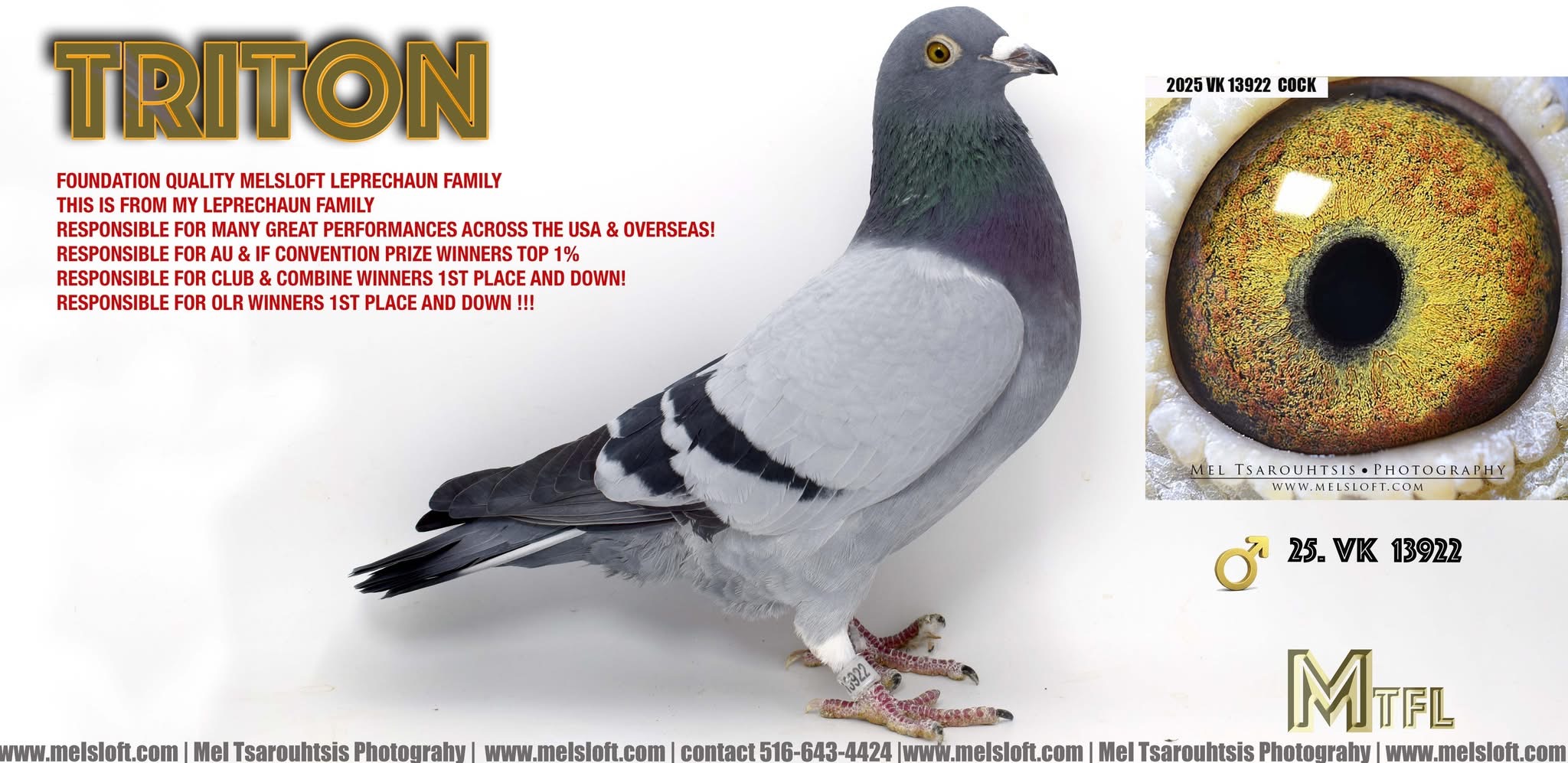 2025 VK 13922 bb cock 