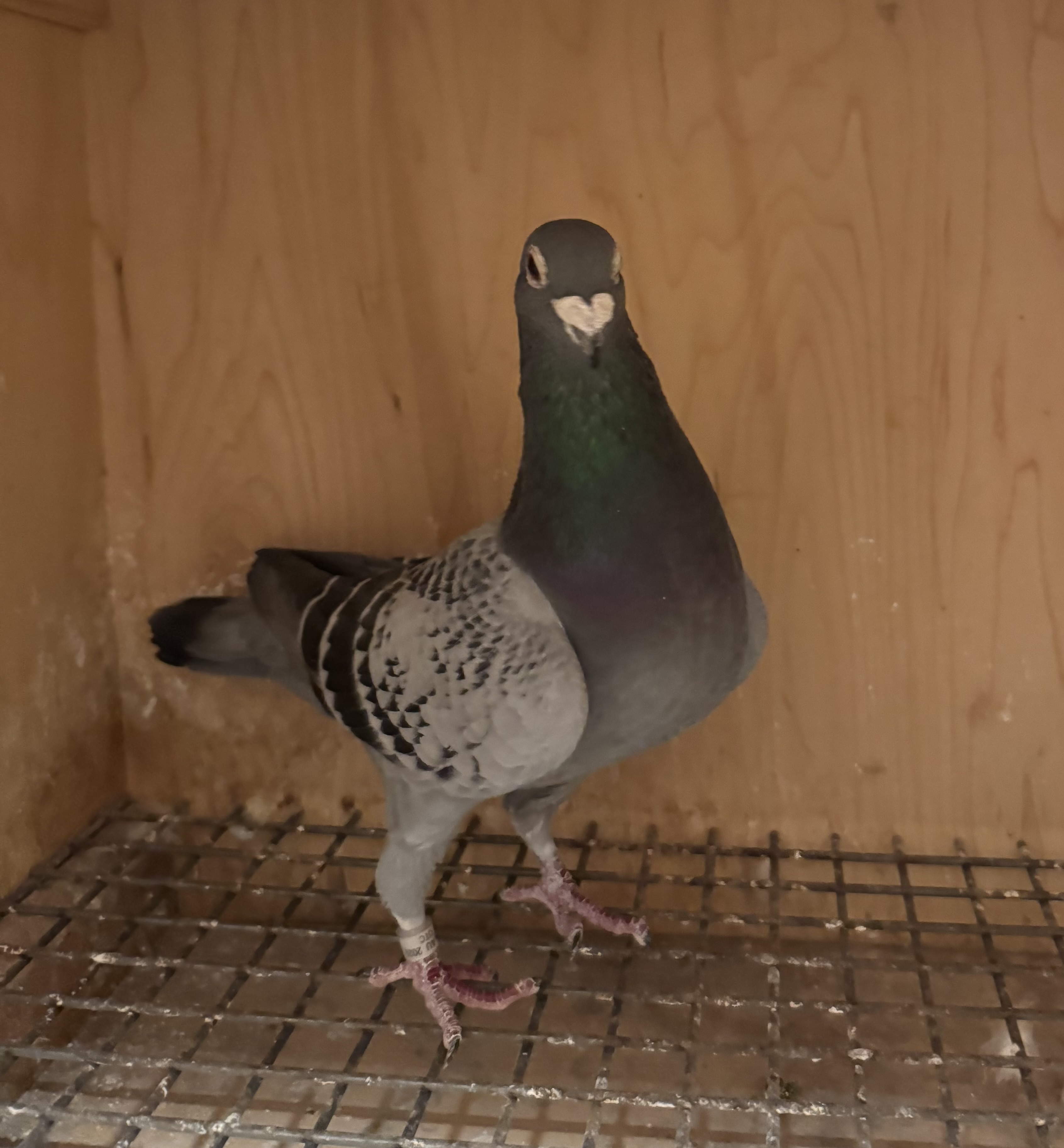 Kolvenbag line 9 x Queen L