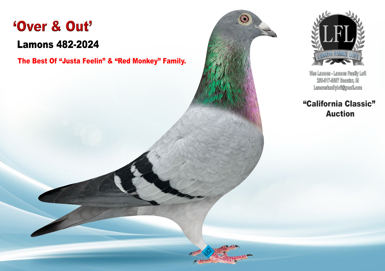 Lot 37. 2024 Lamons 482 Hen