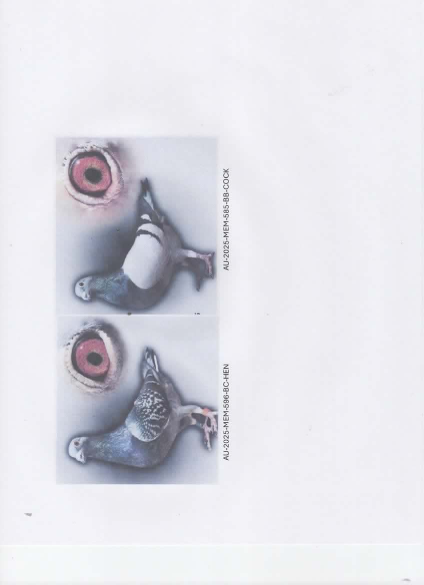 25-MEM-596-HEN and 25-MEM-585-COCK