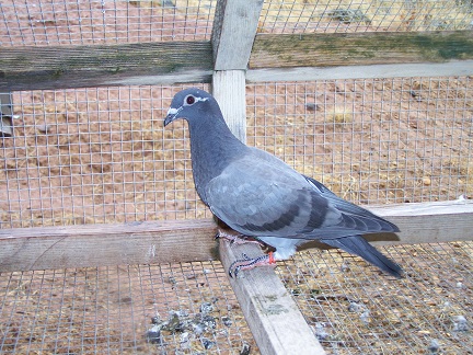 Preview Image 1