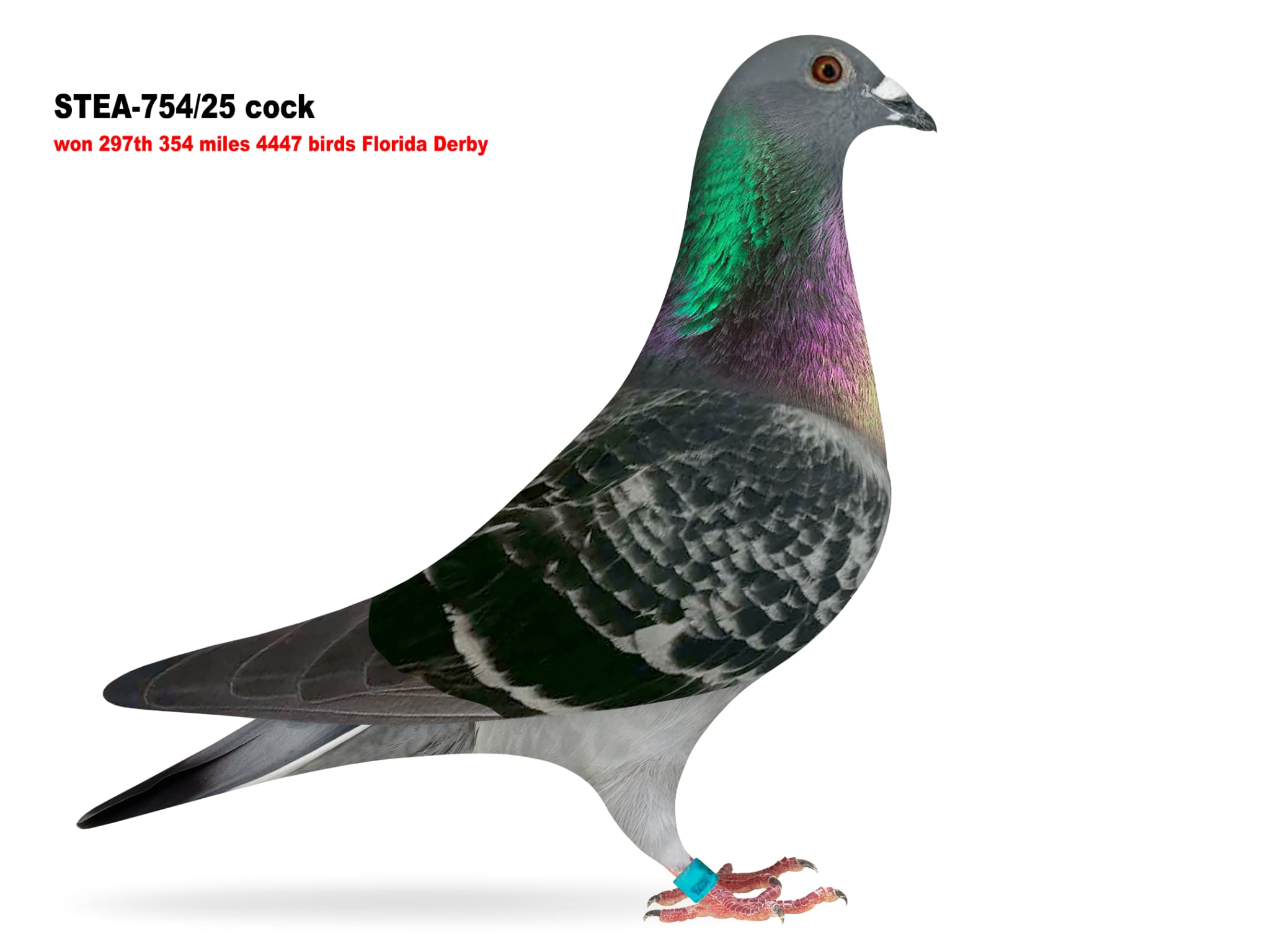 STEA-754/25 Roziers x $ winner Florida Derby