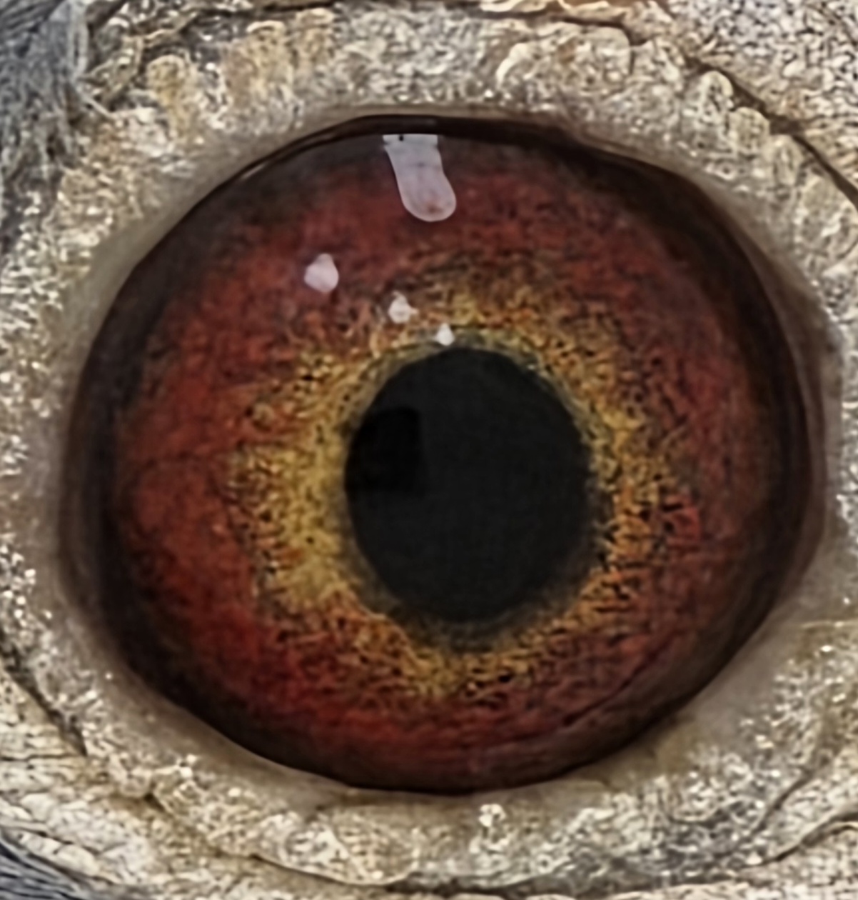 Blue Hen  au 2022 SFL 14