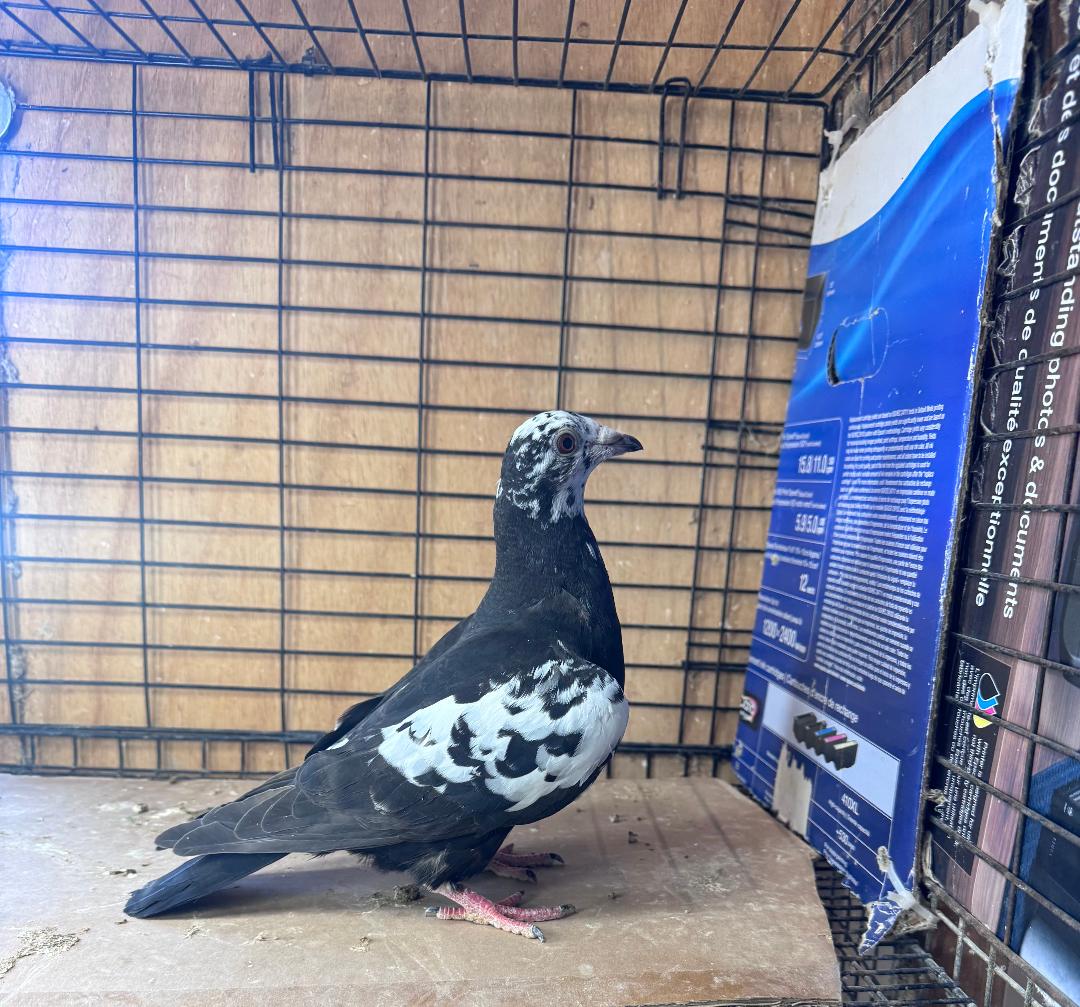 451 MOTTLED PETRAIN HEN