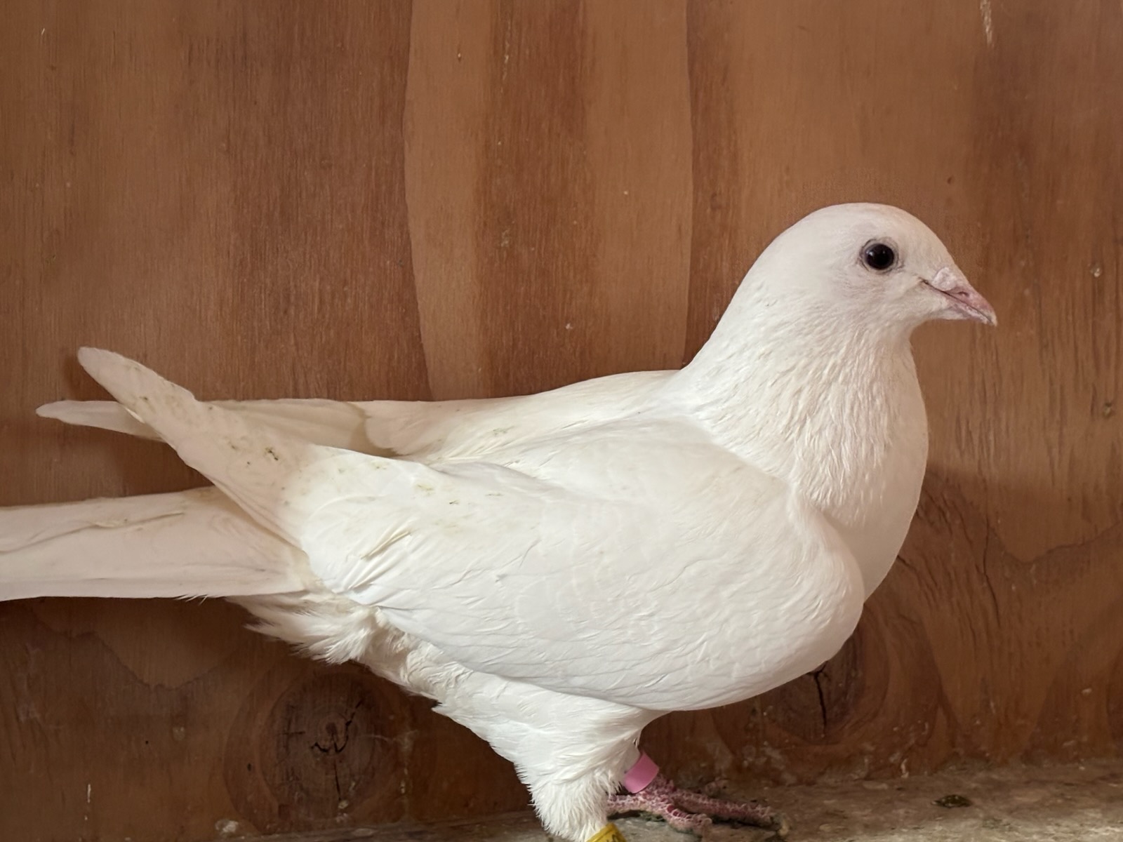 FOUNDATION PAIR OF WHITE RELEASE BIRDS