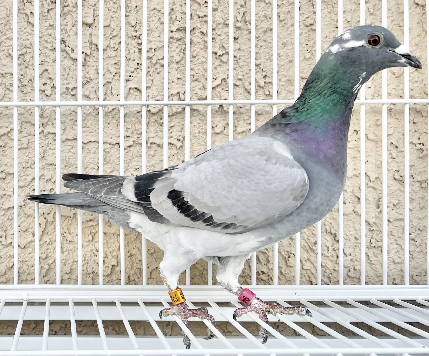 SISTER TO FLORIDA GIRL