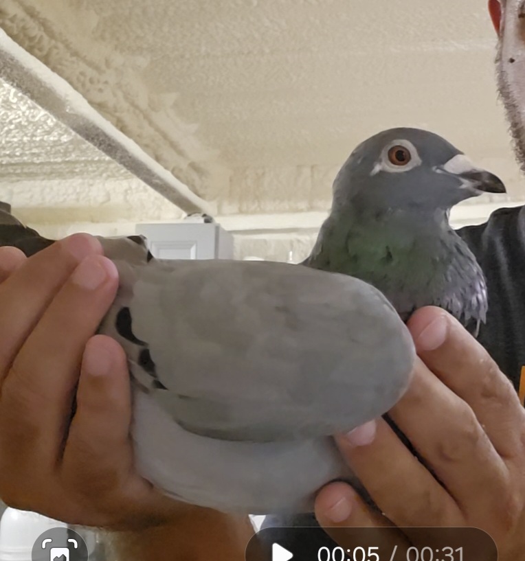 ADL 2202 BB HEN BRED 82ND FINAL RACE FLORIDA PIGEON DERBY WINNER $3000 AND 40TH AVG SPEED 