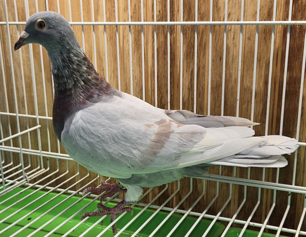 PEACH-25425-25 Sil cock