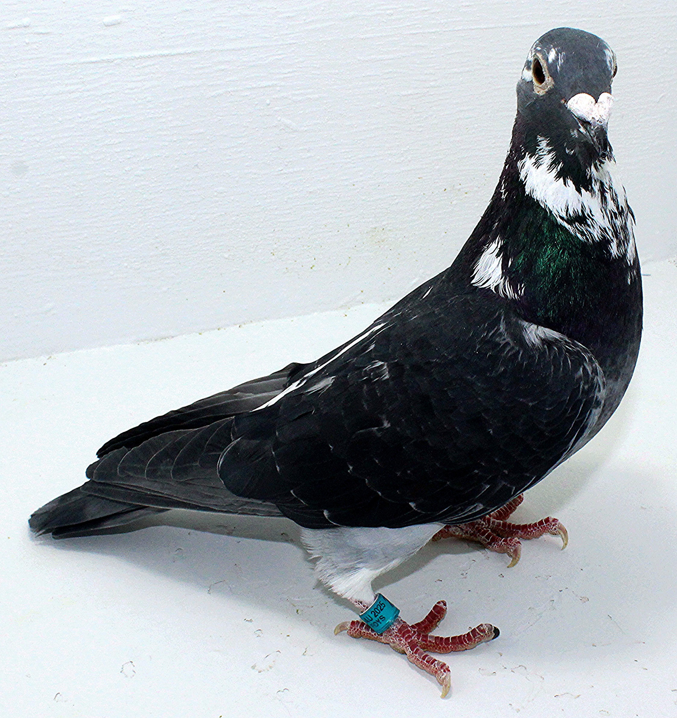 AU 20085 AA 2025 Pure Hansenne