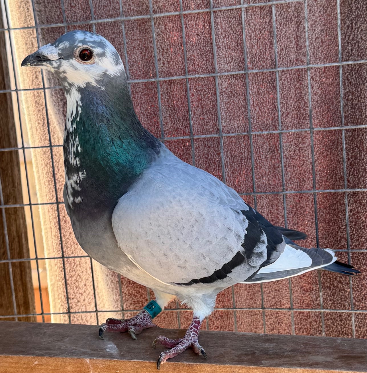 AU 2025 ARPU 112616 BBSPL COCK