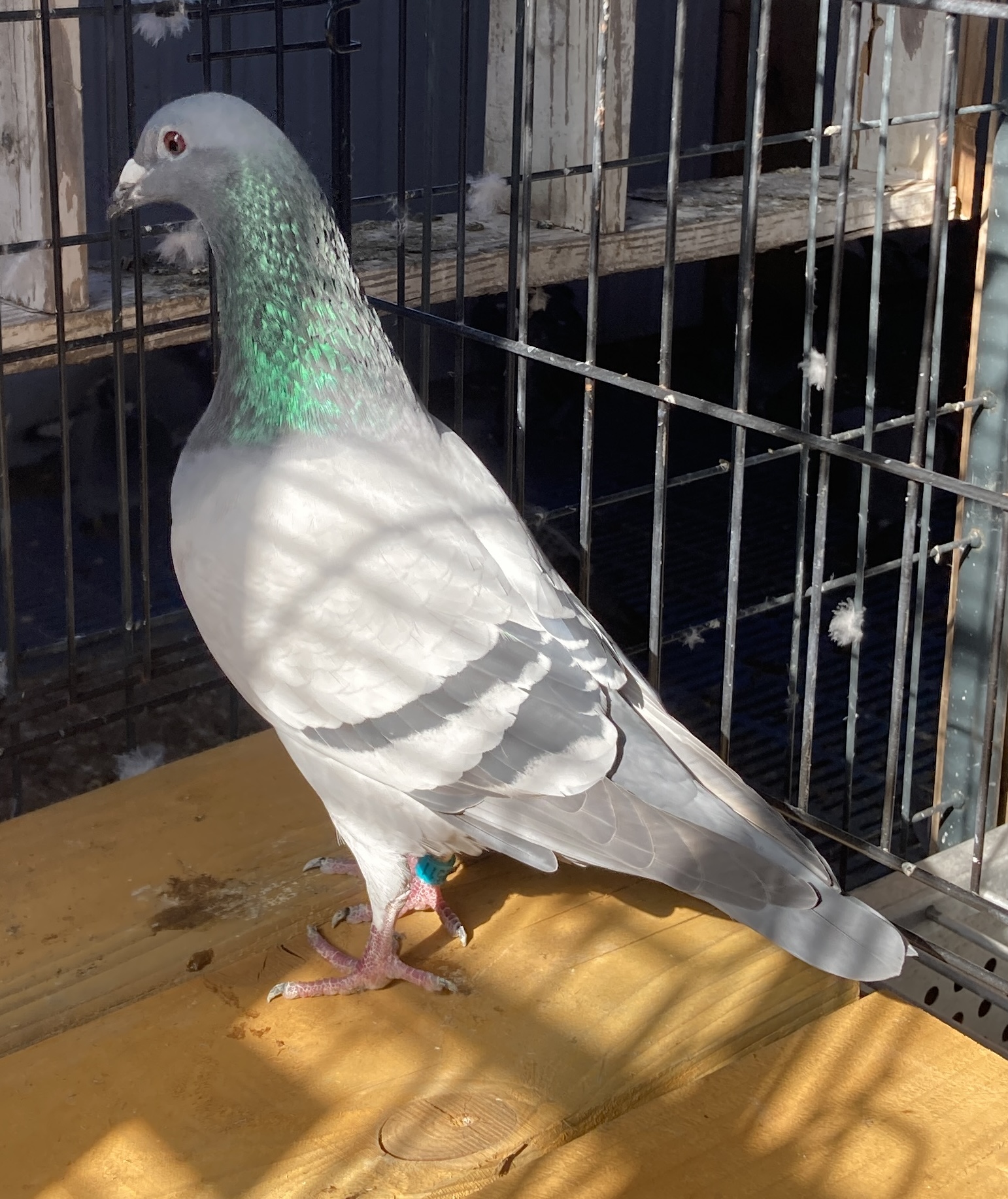 2025 LEWIS LOFTS 2511 