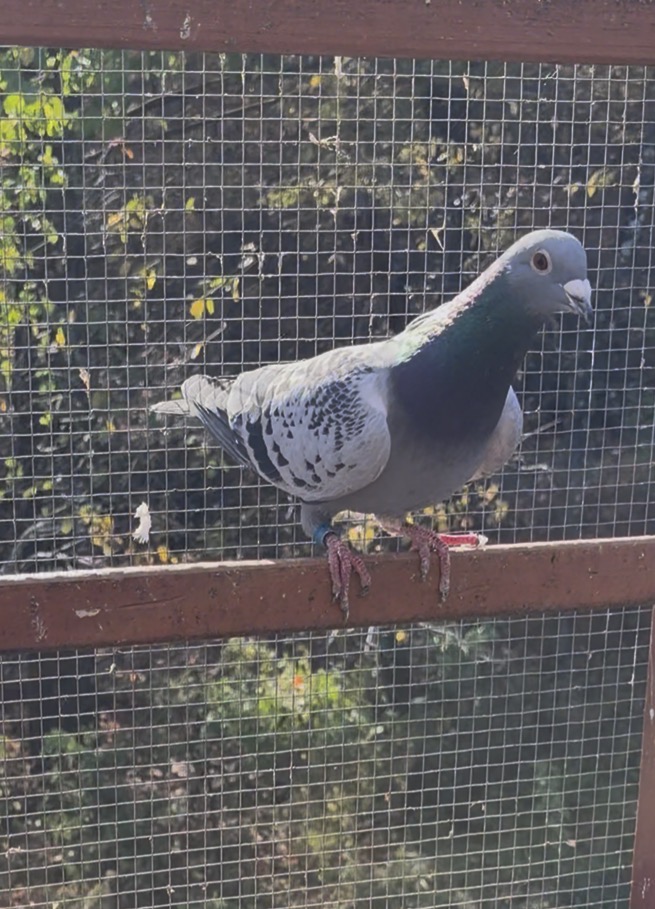 2025 cock inbred golden prince and Porsche and Jansen 