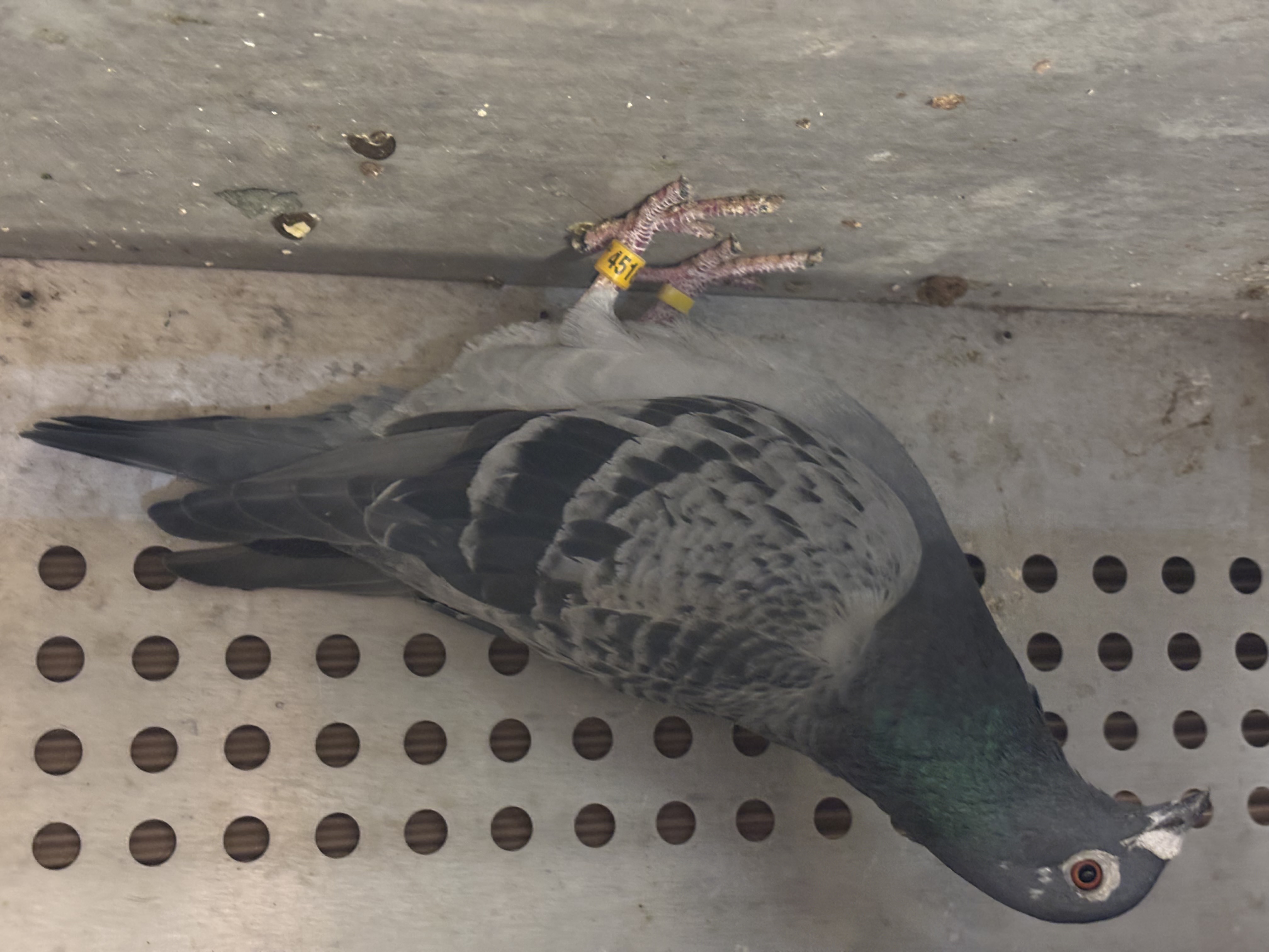 Super jelle jellema long distance 