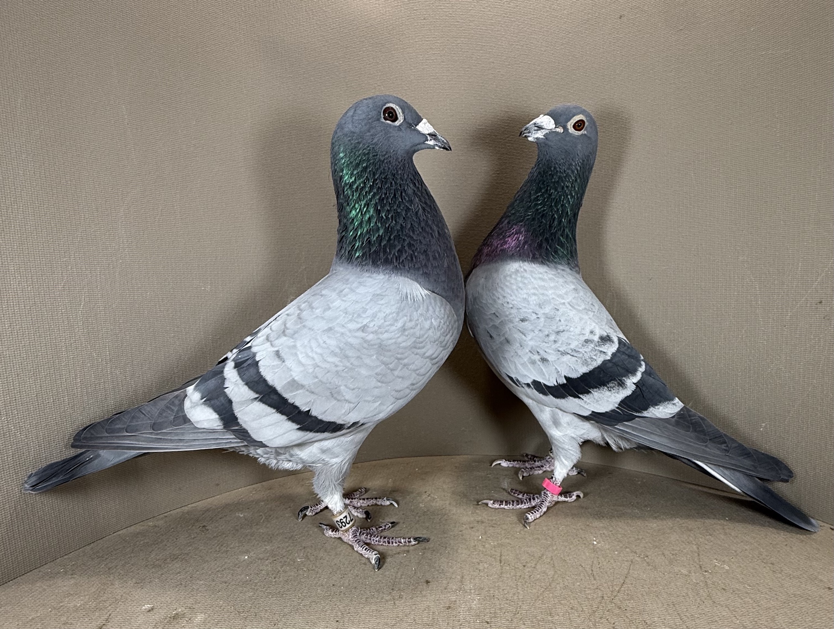 7296/7293 Super Breeding Pair