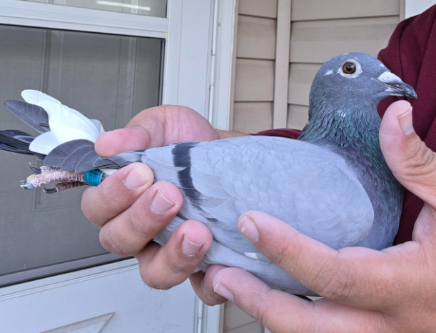 WOLVERINE x SCHELLENS/BLACK POWER