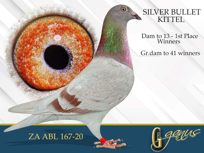 GFL 449-2025 Silver Male