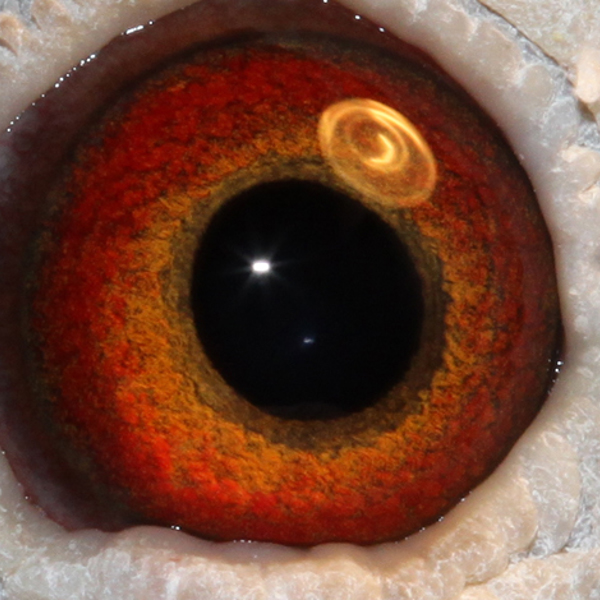 Preview Image 4