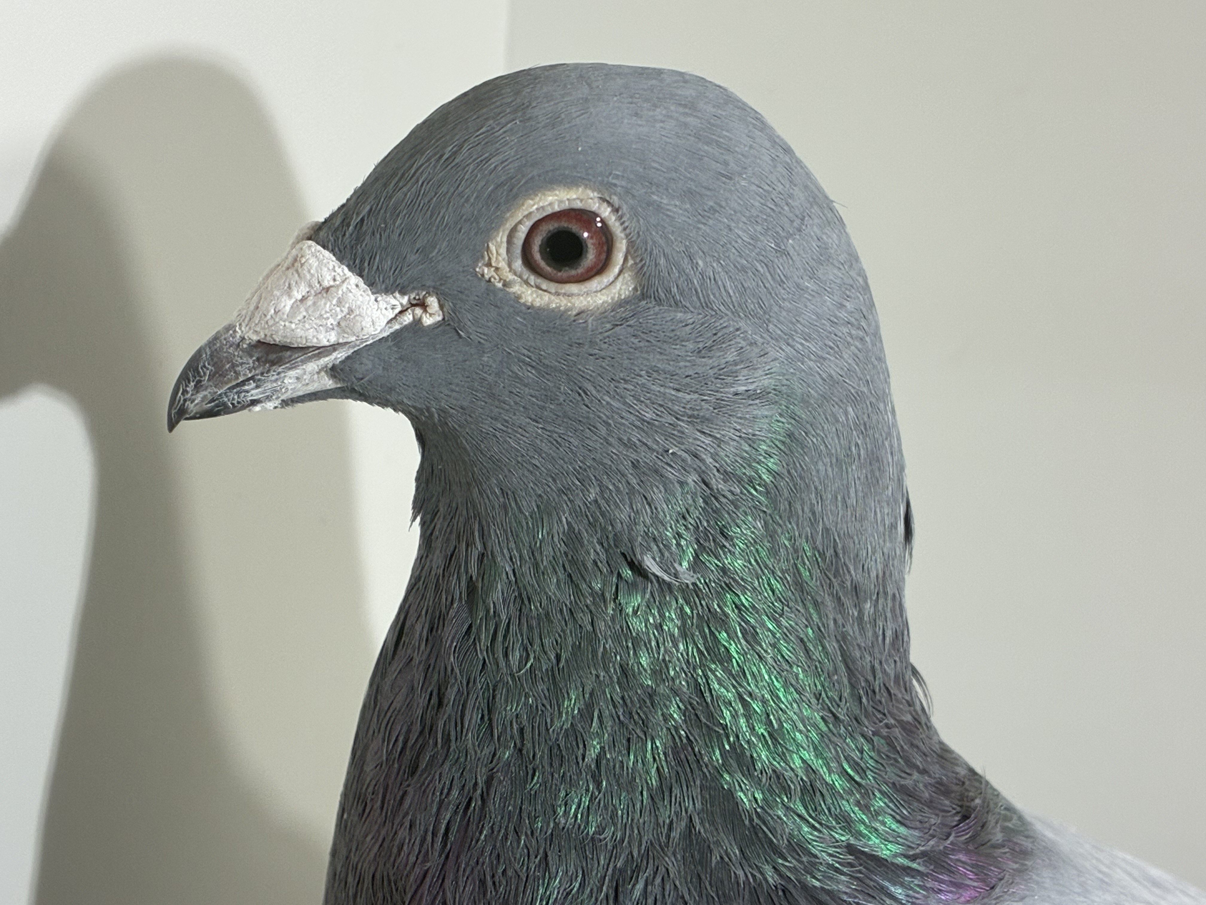 AU 24 KIC 1545

ARISTONA/JANSSEN COCK