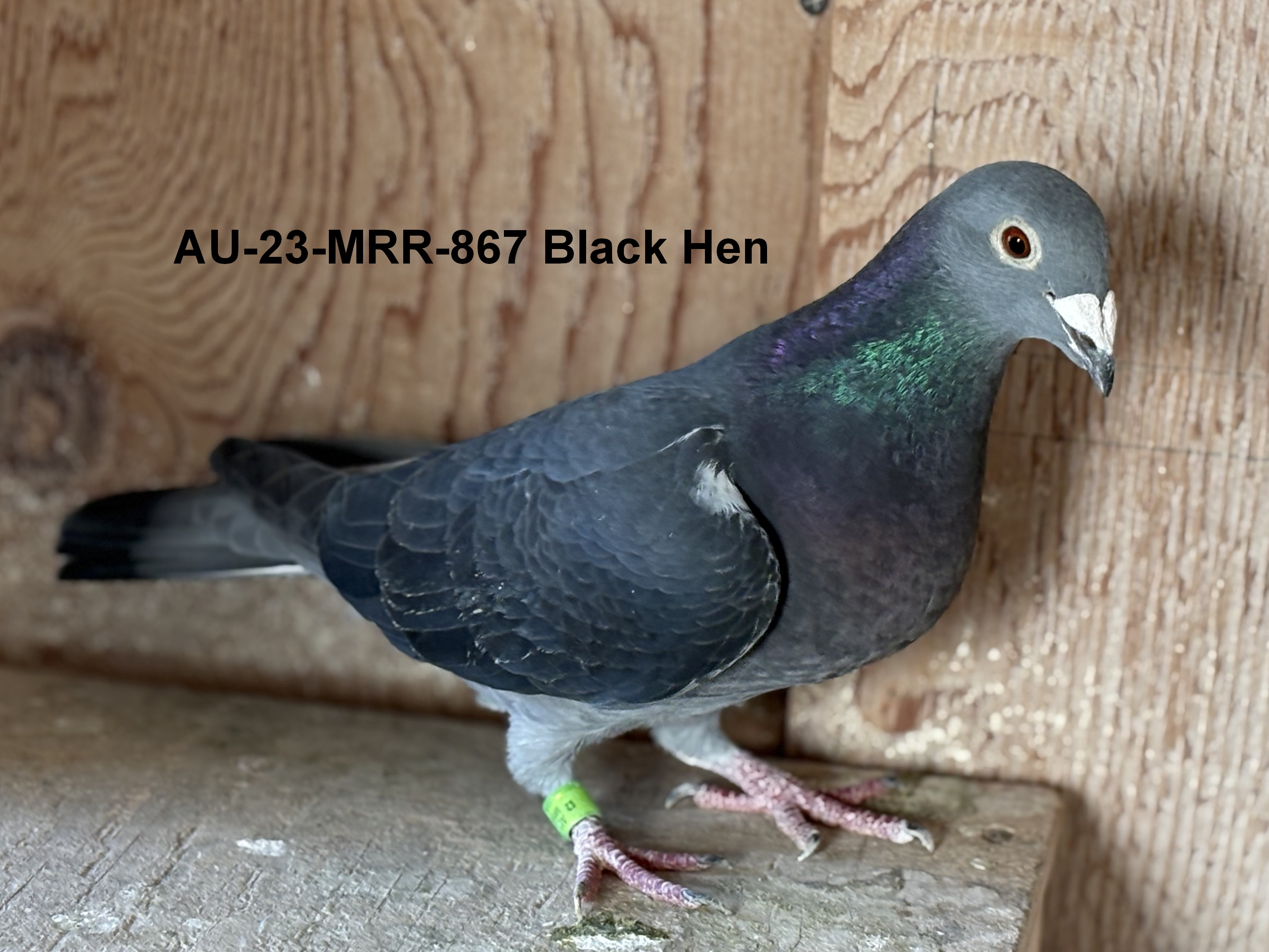 AU 23 MRR 867 Black Hen