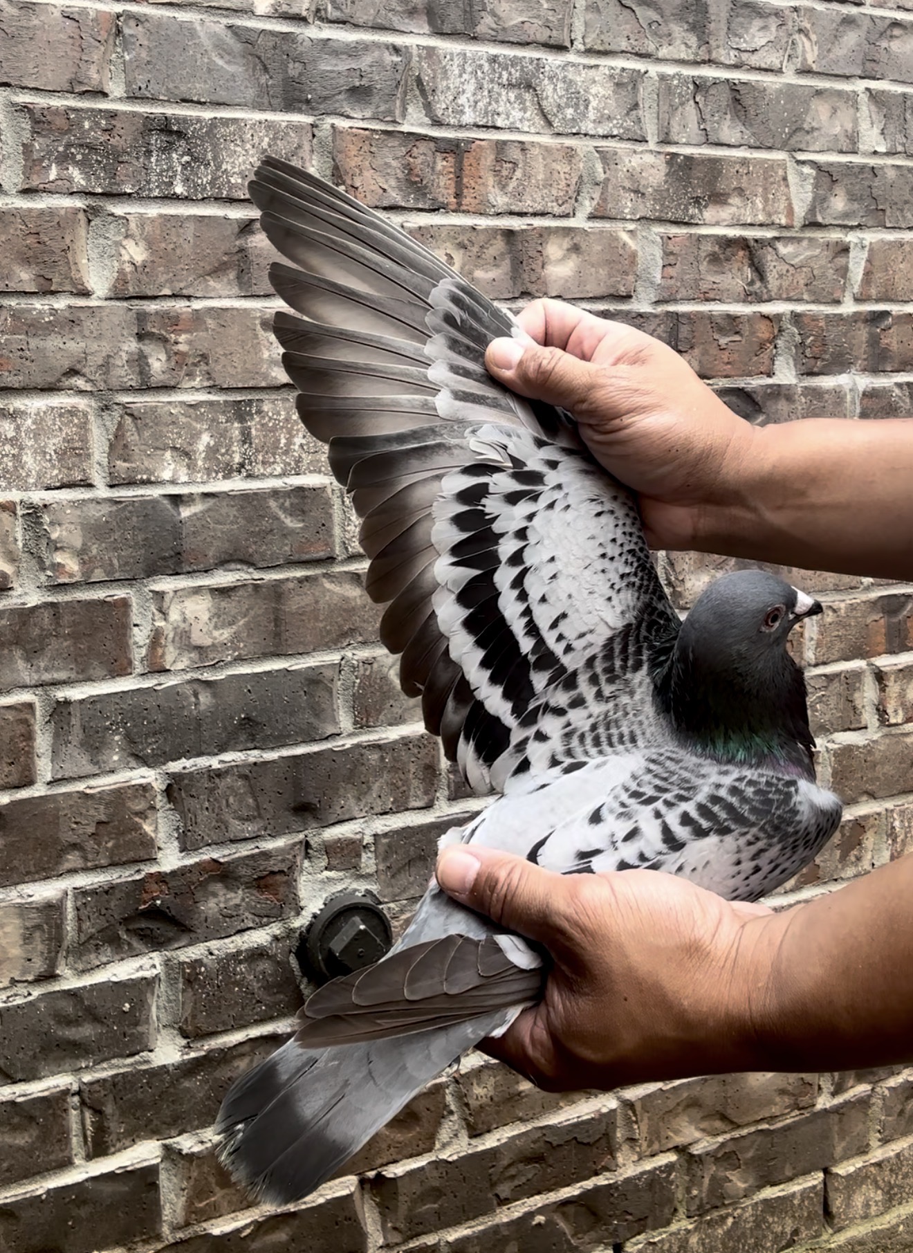 2024 AU 24438 cock