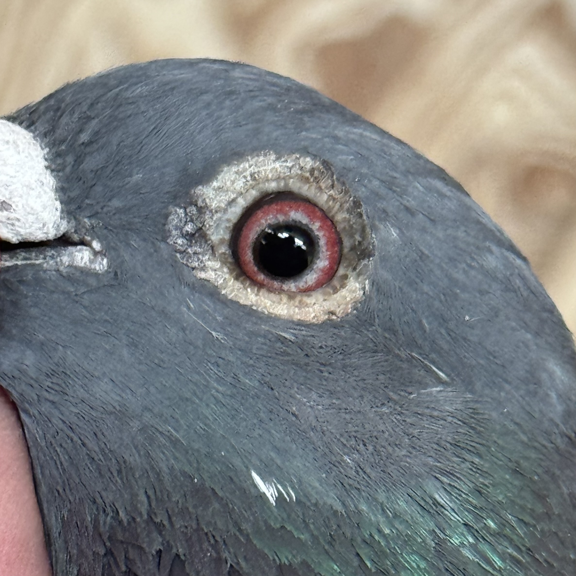 Preview Image 4