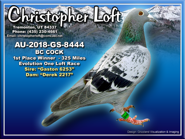 iPigeon.com - Racing Pigeon Auction