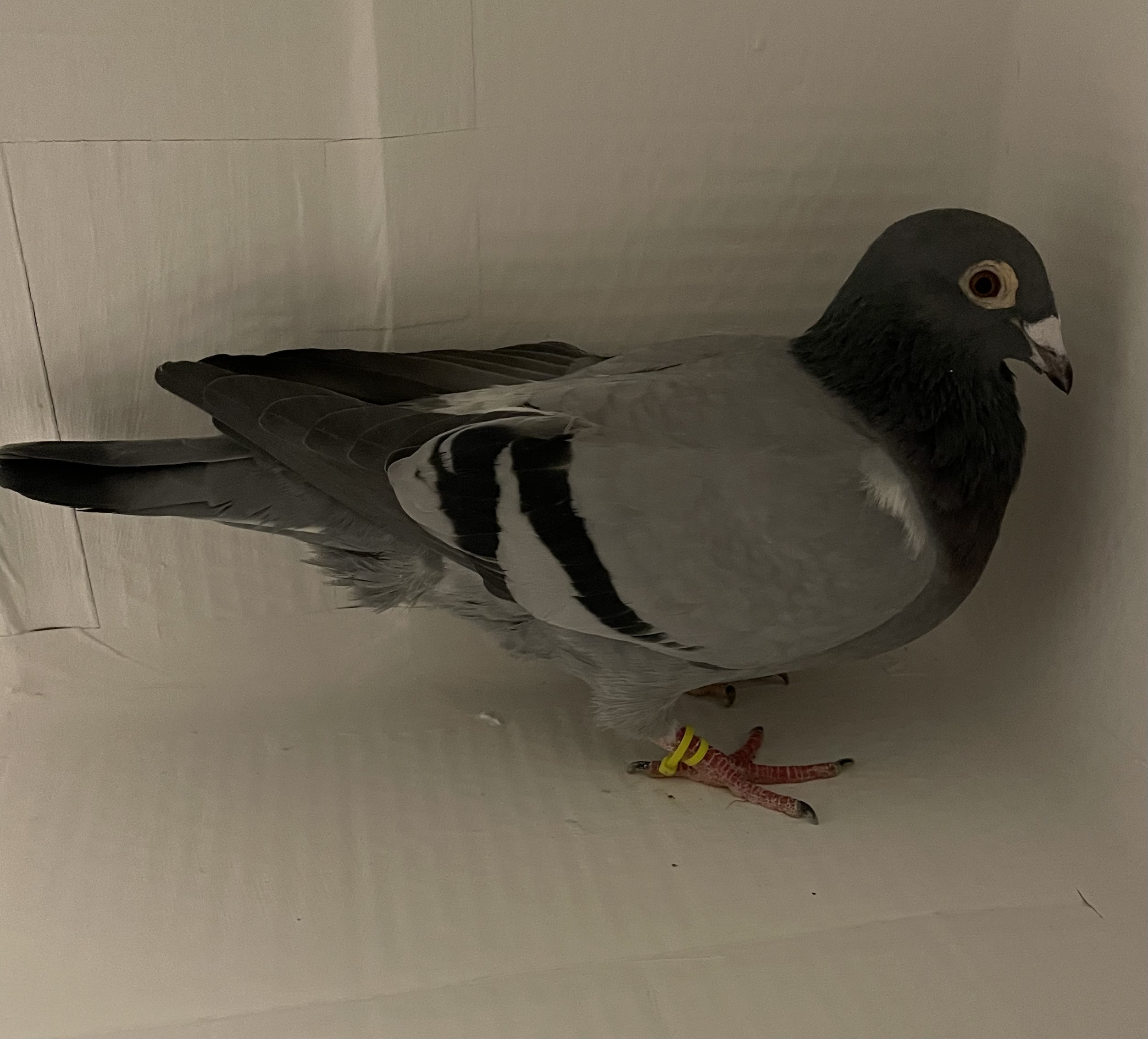 AU 2022 ARPU 74766 BBH