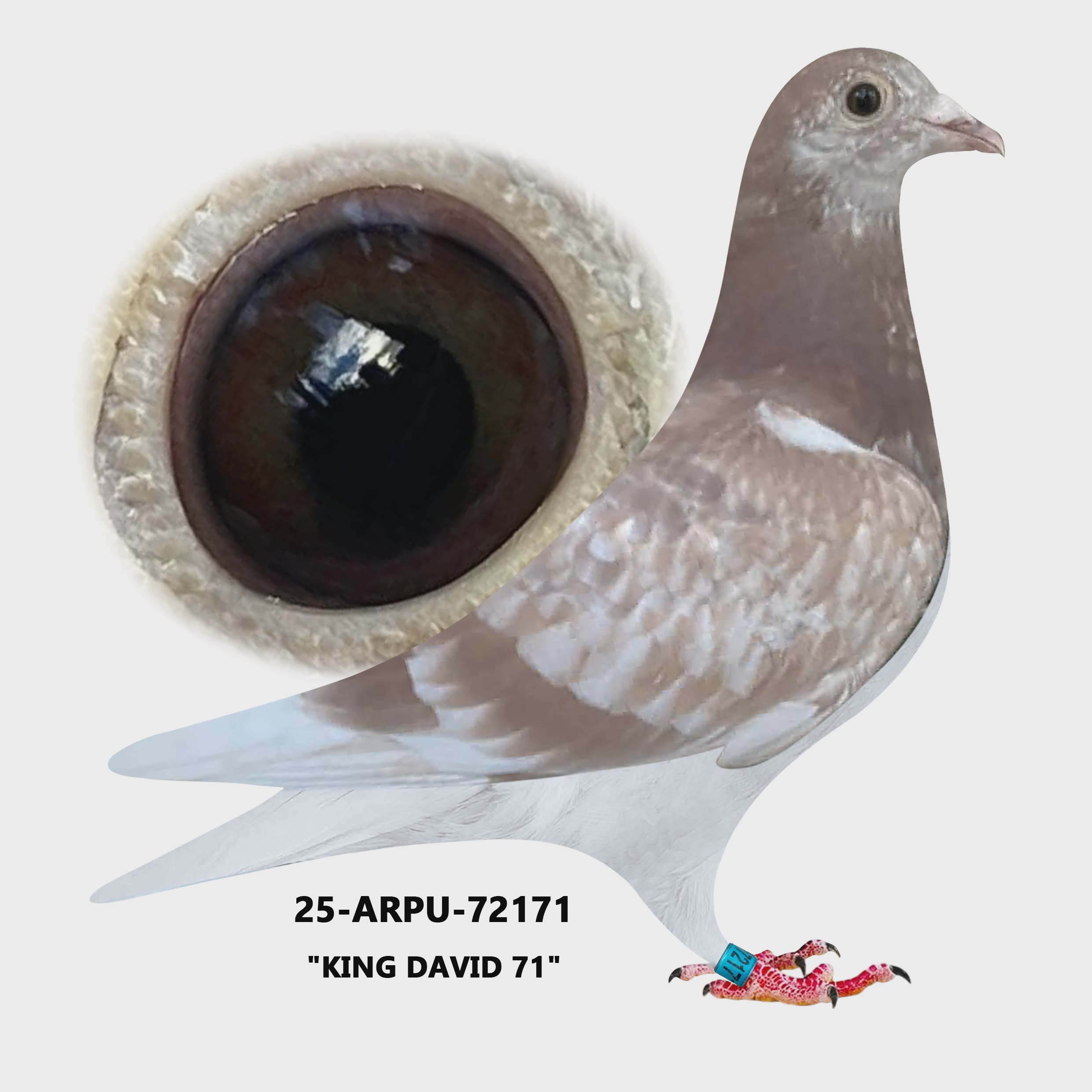 25-ARPU-72171 Red Check Hen.