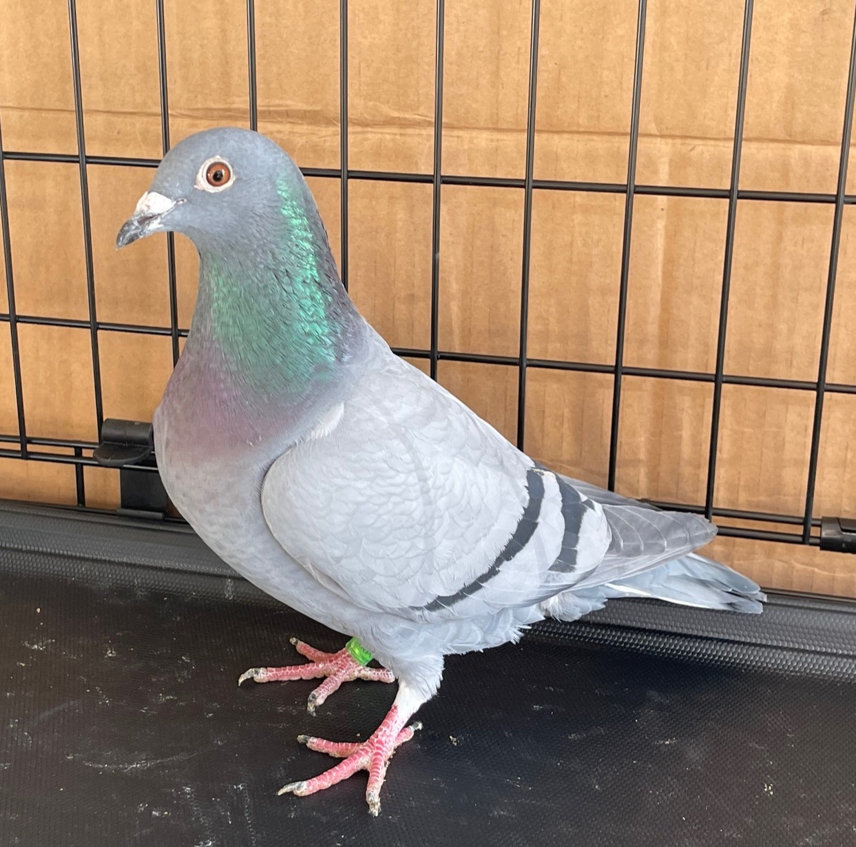 AU25-3682 - LATE HATCH