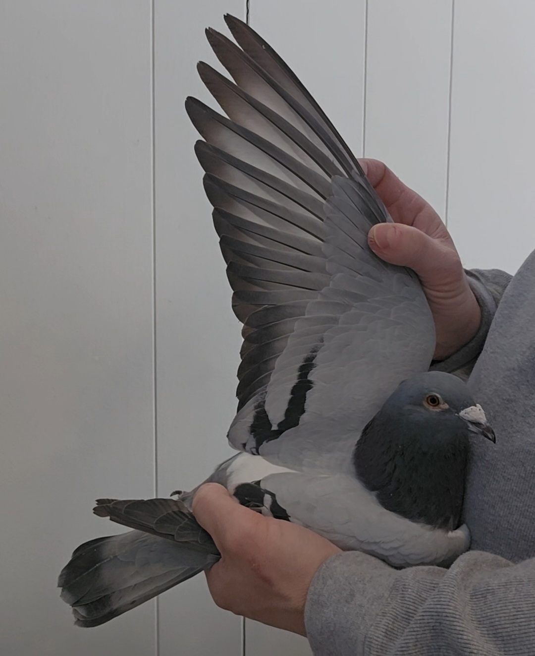 2025 JCS 289 BB Cock