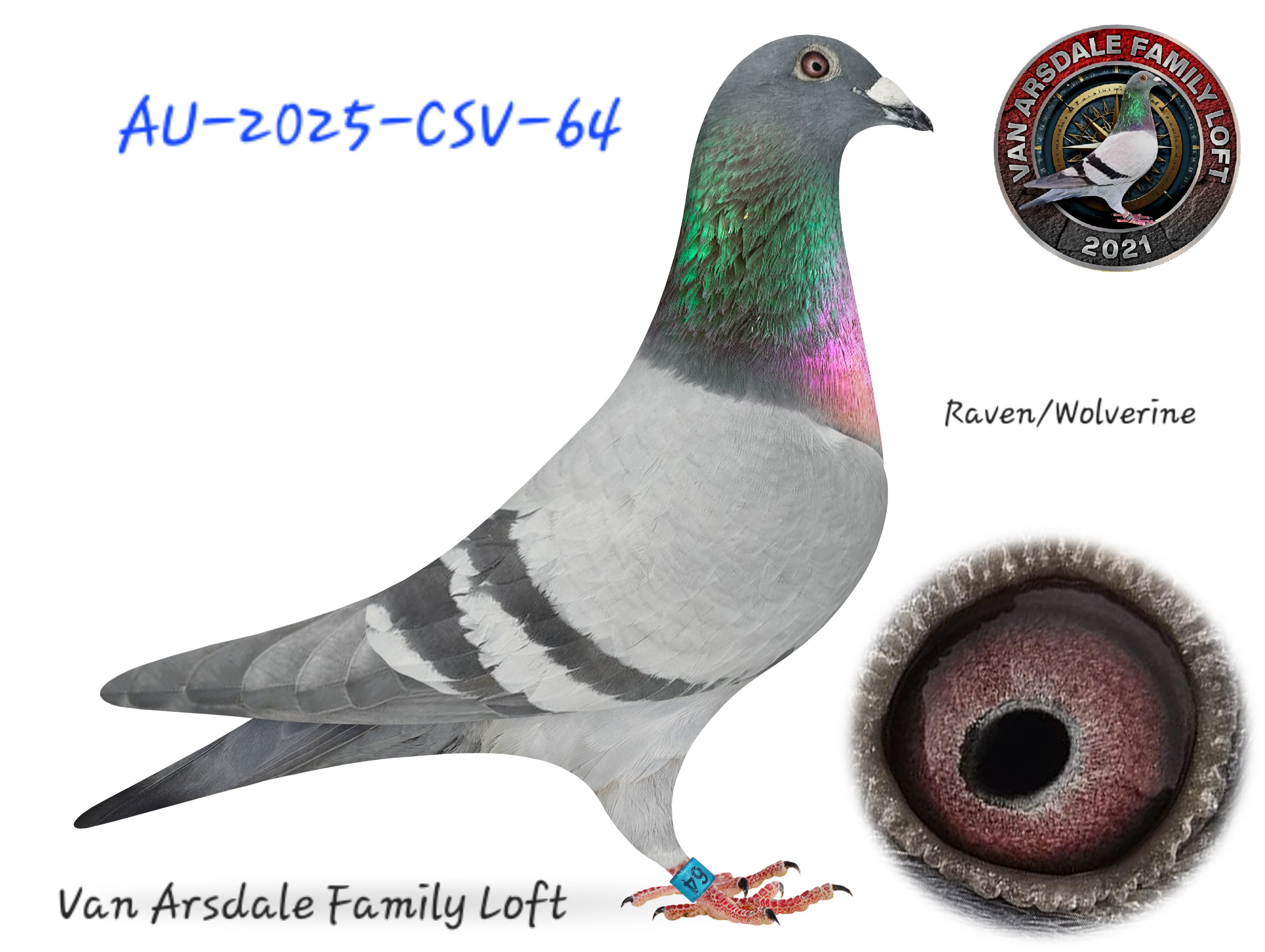 Raven/line bred Wolverine 