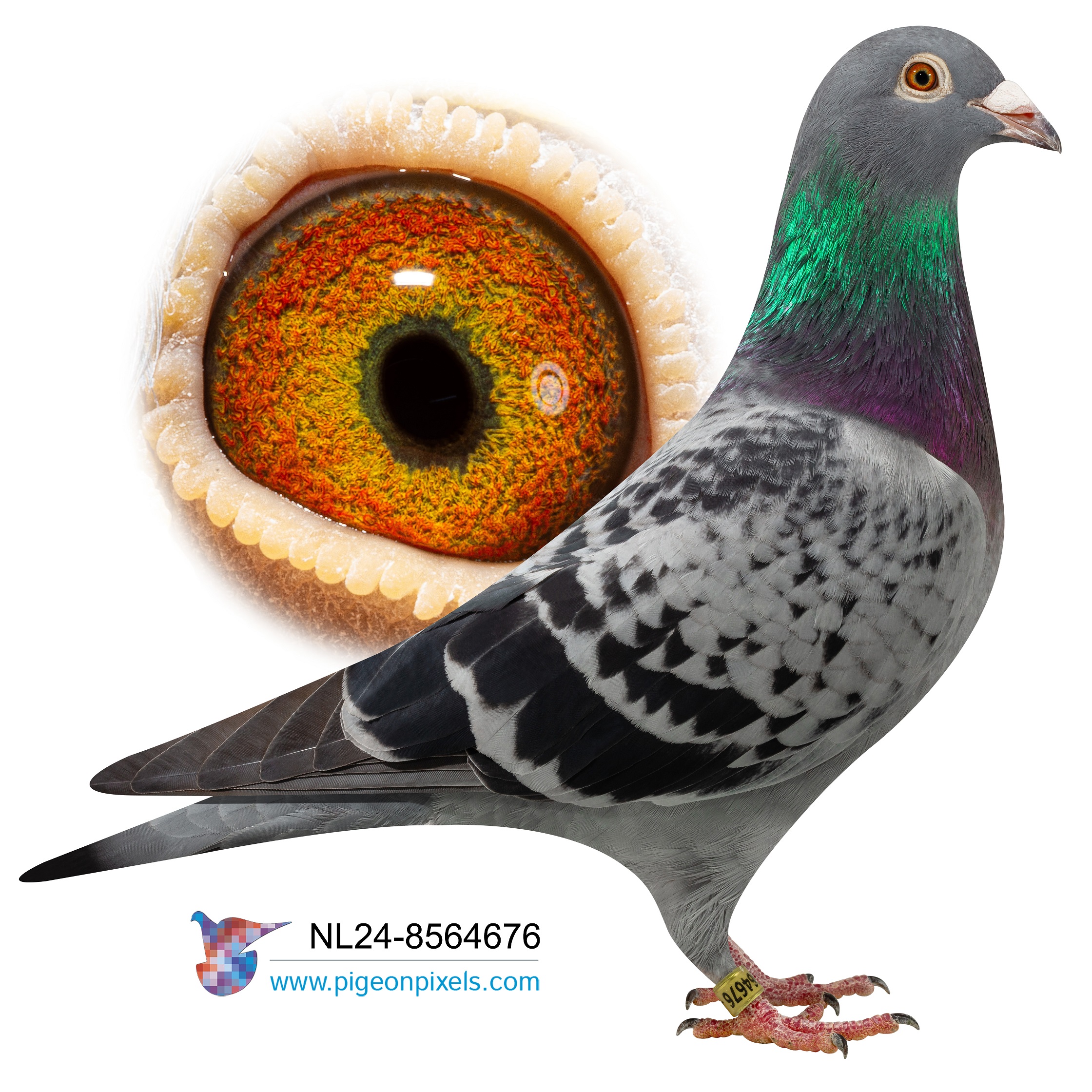 NL2024-8564676 "NEW HARRY 676" CHEQUER COCK