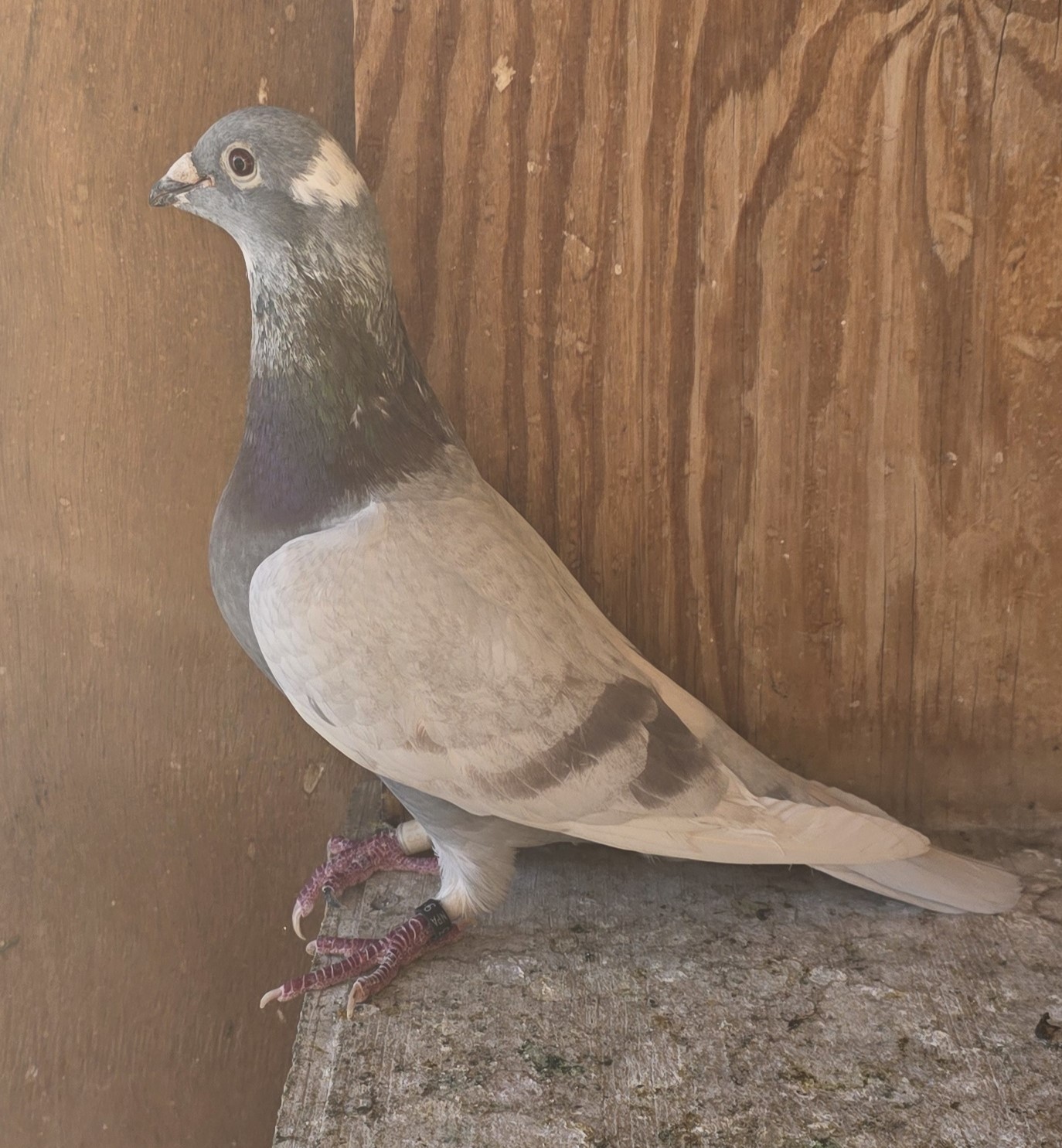 Direct Son of Big Seven and Grandson of Whity Bart