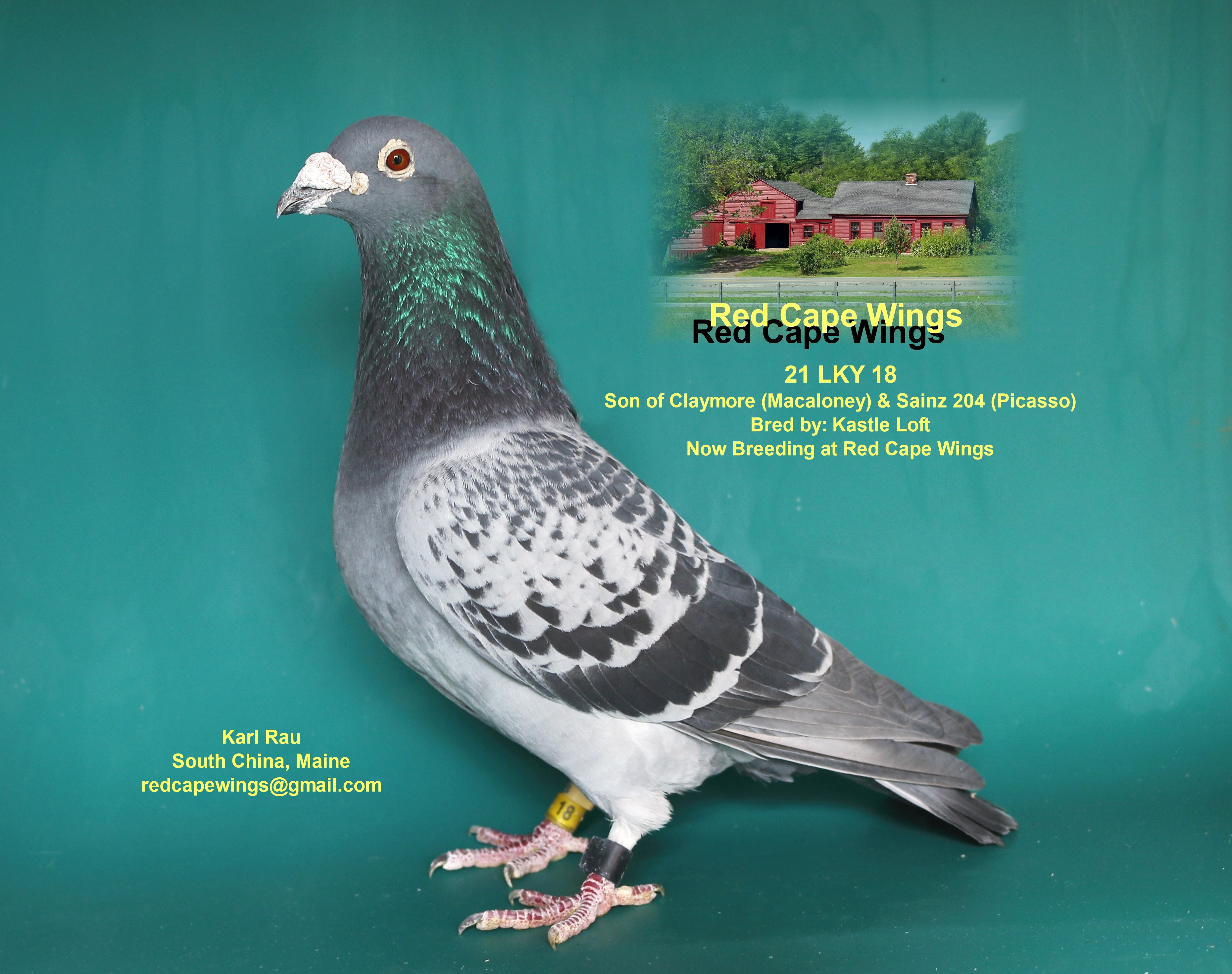 Pedigreed Young Bird Kits 