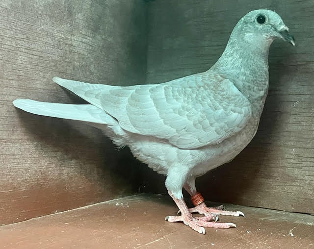 YOUNG COCK OFF IMPORT