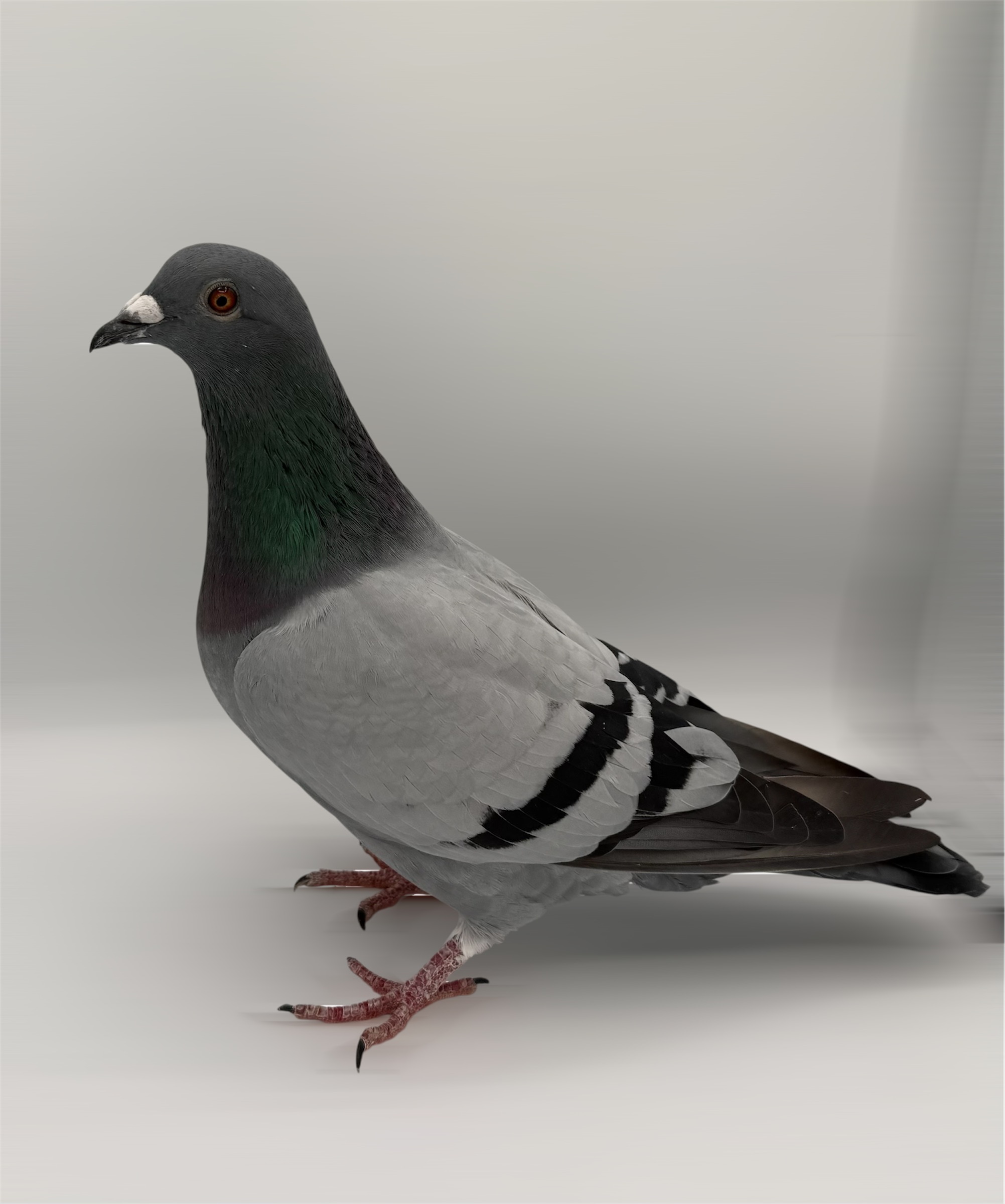 Out of our Key Breeders