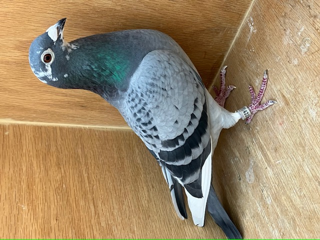 BELG 4223654 2O20 BCSPL HEN LEUTENEZ