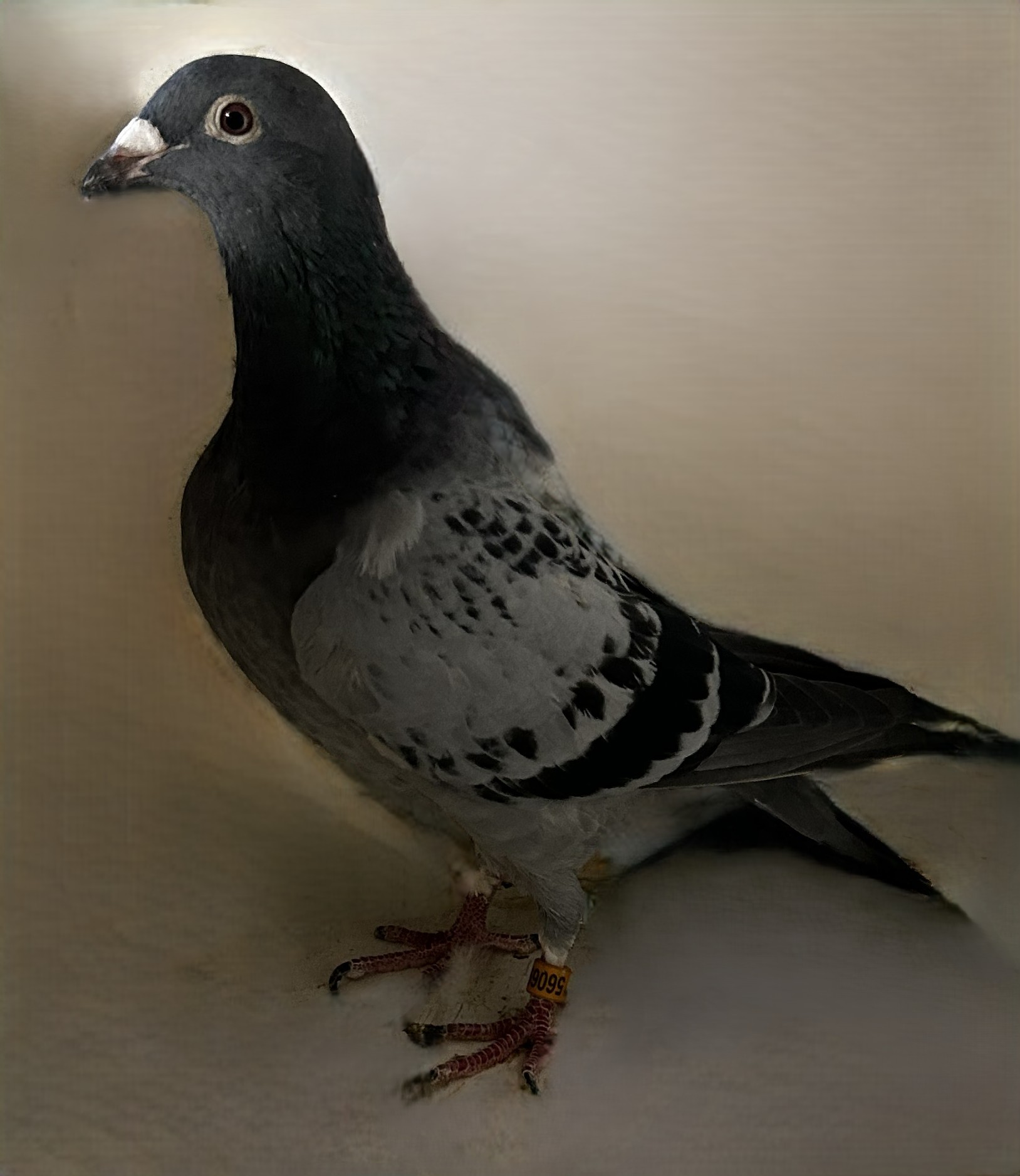 2024 Neil 56069 "Best Kittel" X "Lady Apollo" BC Hen