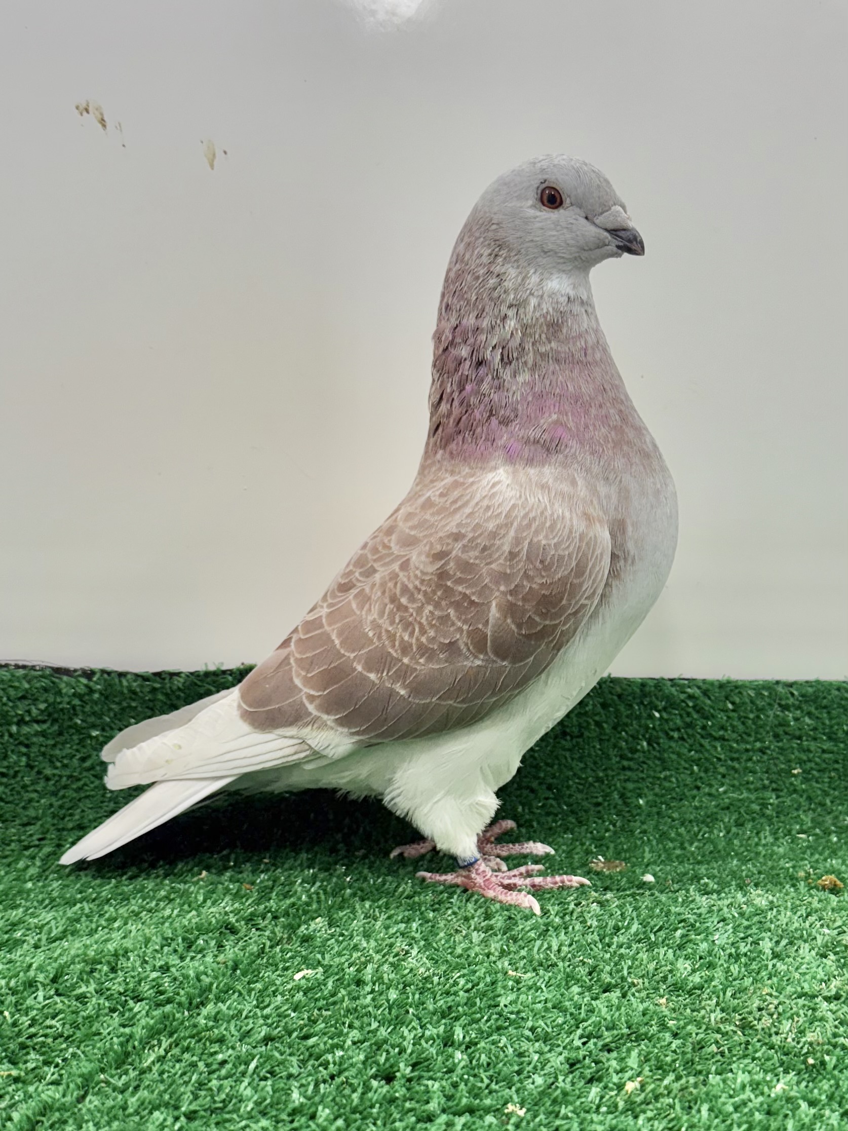 Powerful Deep Red check cock 1671-24 