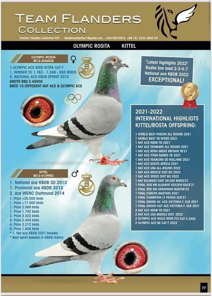 iPigeon.com - Racing Pigeon Auction