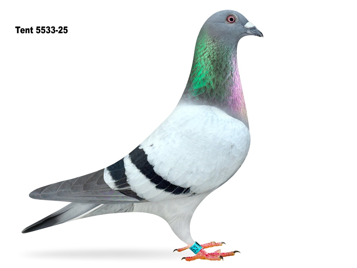 TENT 5533-25 BB COCK