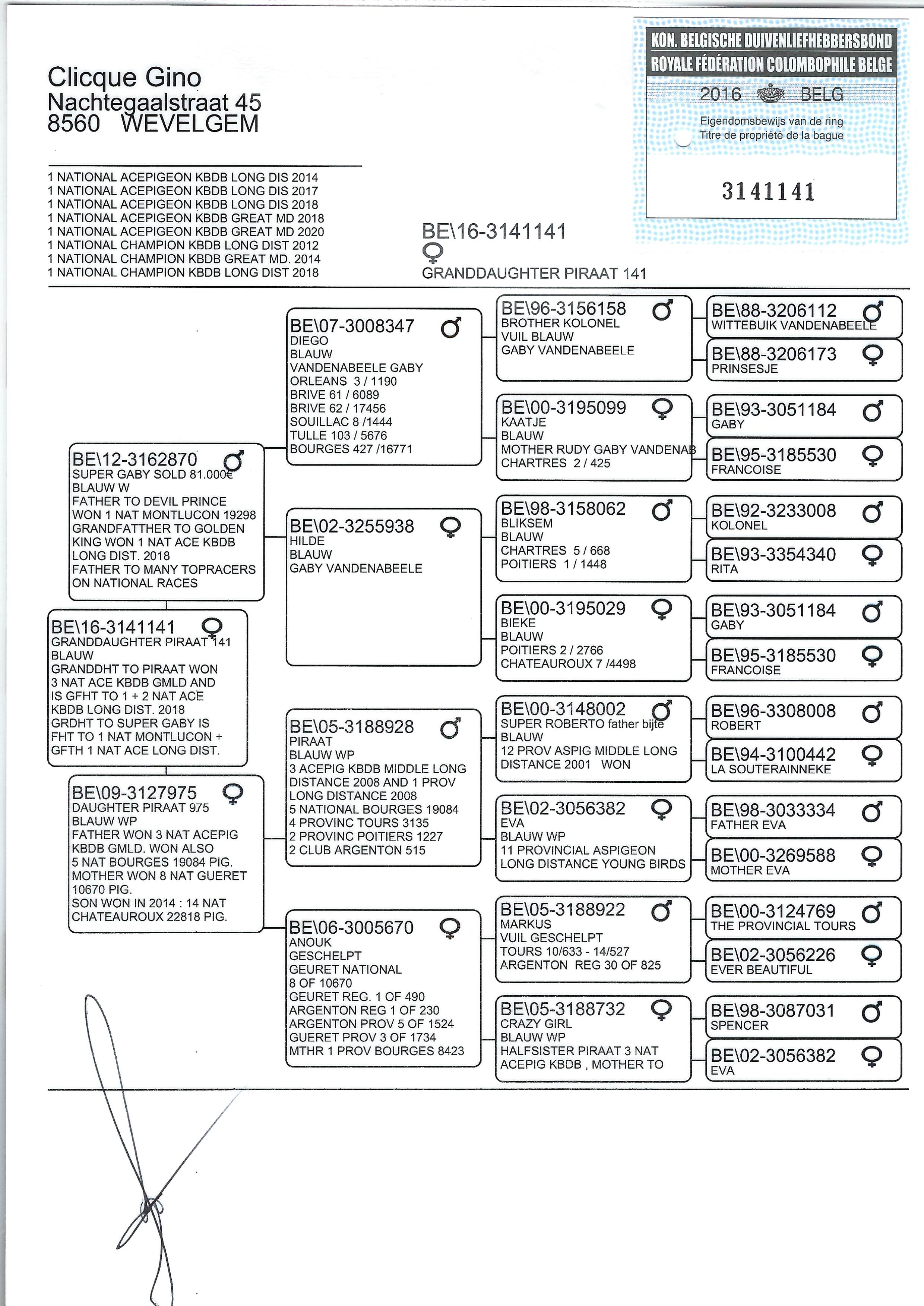 ipigeon-racing-pigeon-auction