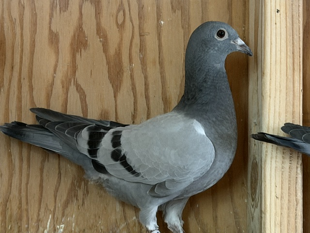 Preview Image 2