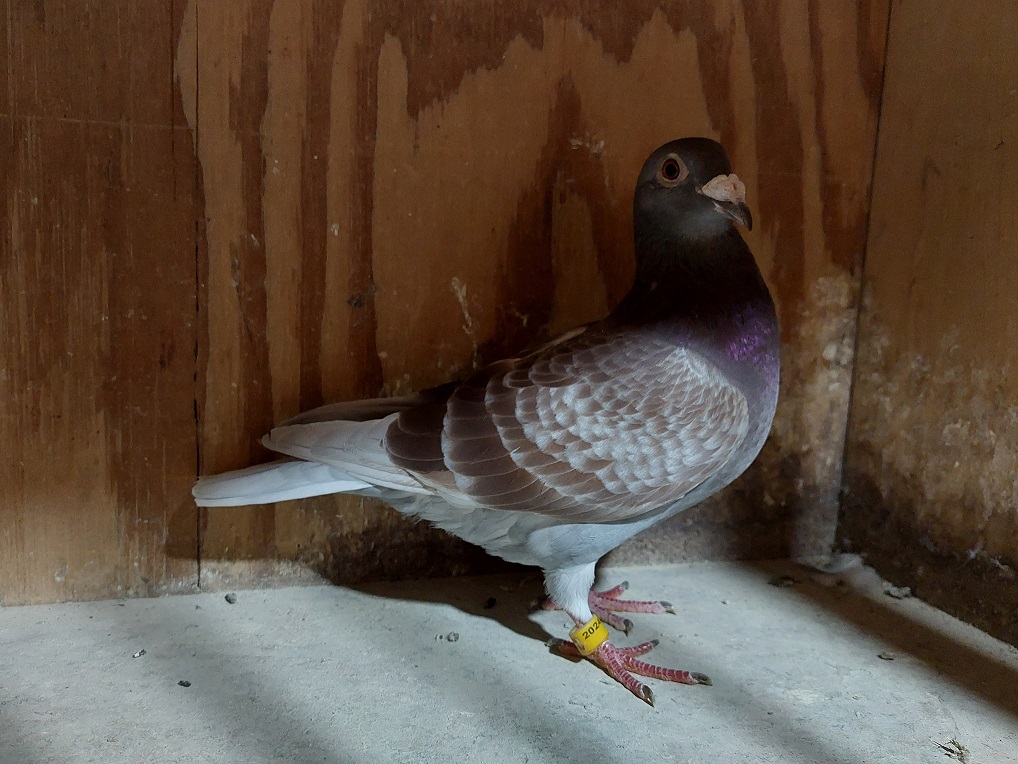 IF 2024 LIN 710 RC Hen PURE GEBR. JANSSEN ARENDONK