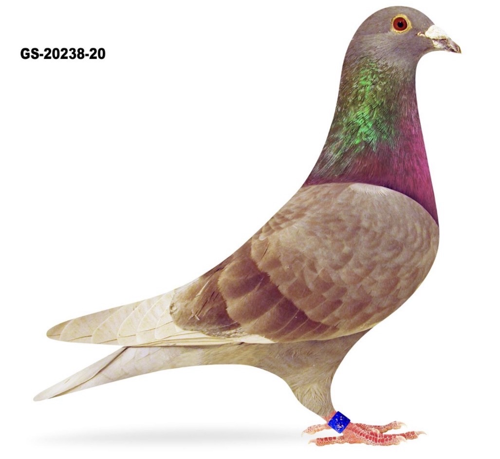 GS-20238-20